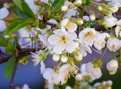 Branch of blossoming cherry against the blue sky.