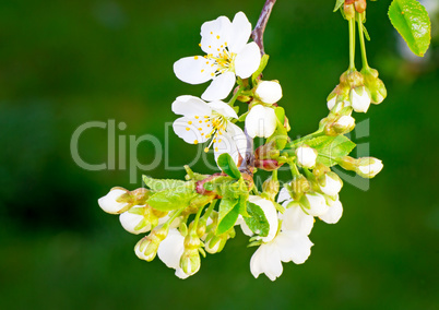 Branch of blossoming cherry against a green garden