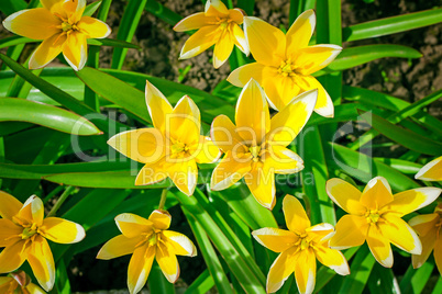 Narcissuses blossoming in a garden among a green grass.