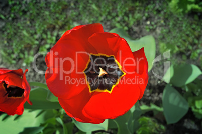 The red tulip blossoms in a garden.