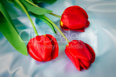 Three bright red tulips against blue silk