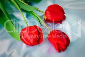 Three bright red tulips against blue silk