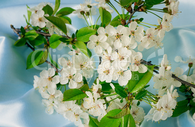 Cherry branch with gentle white flowers, buds and leaves.