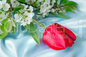 Bright red tulip against blue silk
