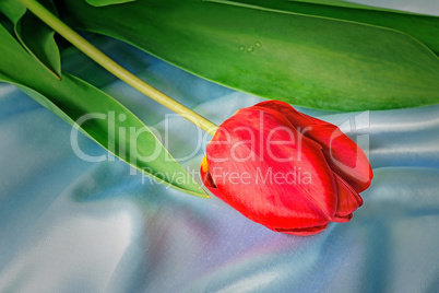 Bright red tulip against blue silk
