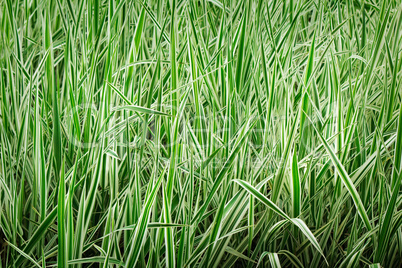 Young green grass on a lawn.