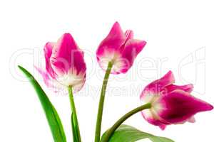 Three bright pink tulips on a white background.