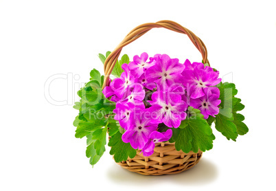 Basket with blossoming violets on a white background.
