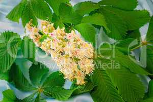 Chestnut flower with green leaves.