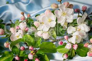 Apple-tree branch with gentle light pink flowers, buds and leave