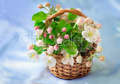 Apple-tree branch with gentle light pink flowers, buds and leave