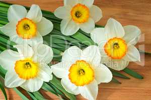 Large blossoming narcissuses on a table.