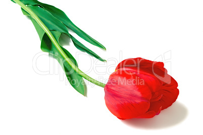 Large red tulip on a white background.