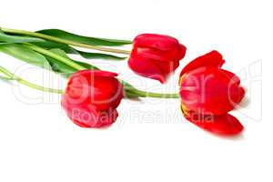 Three bright red tulips on a white background.