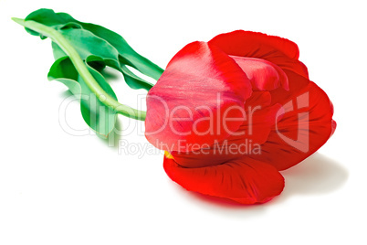 Large red tulip on a white background.