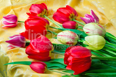 Bright red tulip against yellow silk