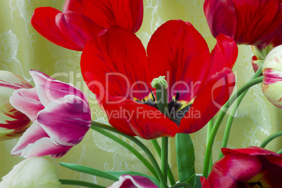 Bright red tulip against yellow silk