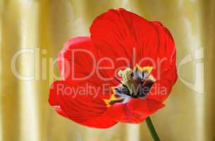 Bright red tulip against yellow silk