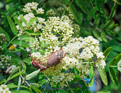 May-bugs eat mountain ash flowers.