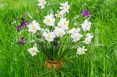 Blossoming narcissuses in a vase among a green grass