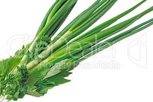 Green onions, parsley and sorrel on a white background