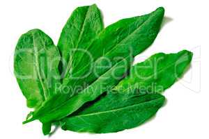 Green leaves of spinach on a white background