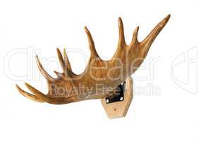 Trophy hunter - elk horn, presented on a white background.