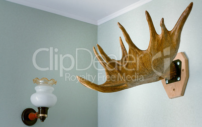 Trophy of the hunter - a horn of an elk. It is presented as an i