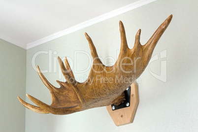 Trophy of the hunter - a horn of an elk. It is presented as an i