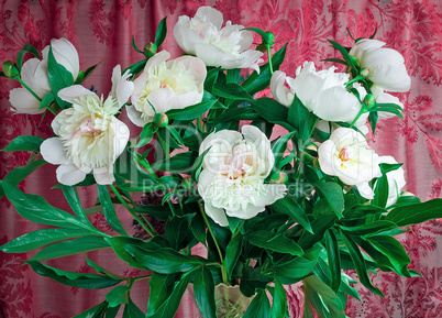 Bouquet of white peonies on a beautiful background.