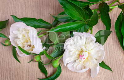 Still life: two white peony on the surface of the table.