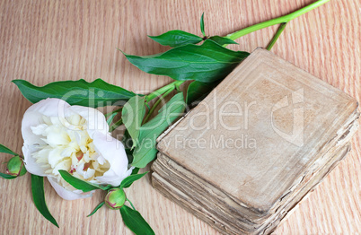 Still life: ancient book and white flower of a peony.