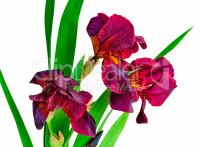 Bouquet of blossoming irises on a white background.