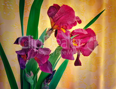 Bouquet of blossoming irises against the draped silk.