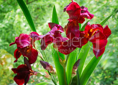 Bouquet of blossoming irises against a green garden.