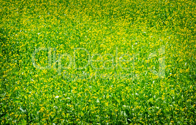 Green meadow with blossoming plants of mustard.