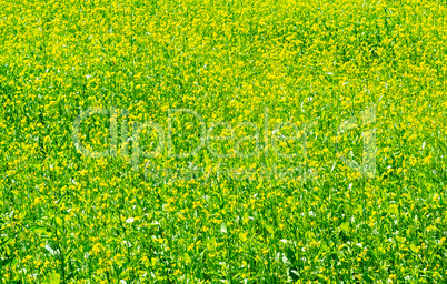 Green meadow with blossoming plants of mustard.