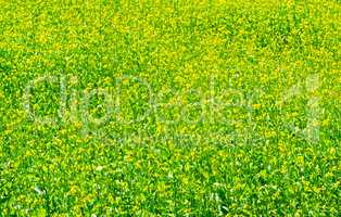 Green meadow with blossoming plants of mustard.