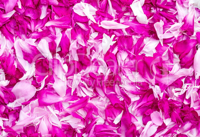 Petals of peonies in a large number, (the background image).
