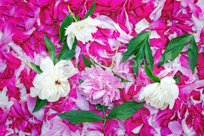 Petals of peonies in a large number, flowers and leaves of peoni