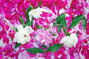 Petals of peonies in a large number, flowers and leaves of peoni