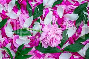 Petals of peonies in a large number, flowers and leaves of peoni