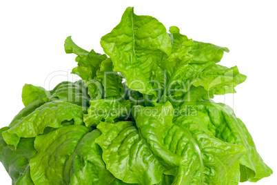 Green lettuce leaves on a white background