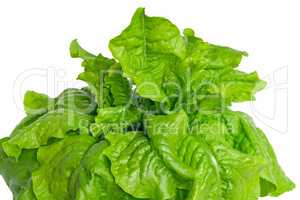 Green lettuce leaves on a white background