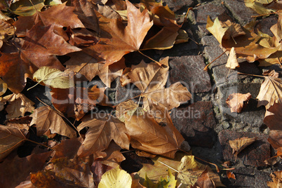 Autumn leaves