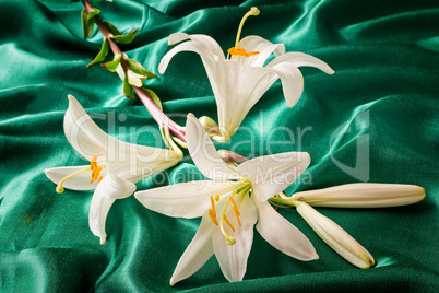 Flowers of a white lily close up.