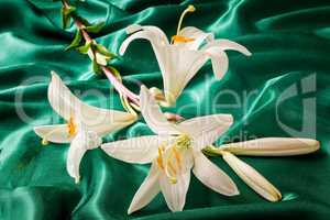 Flowers of a white lily close up.