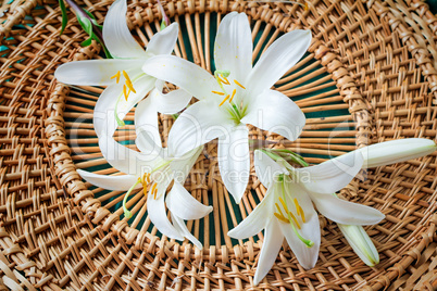 Flowers of a white lily close up.