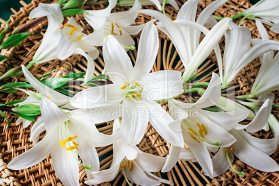 Flowers of a white lily close up.