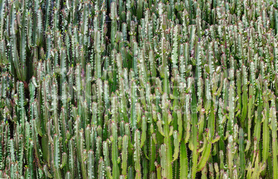 Cacti, growing by a solid wall.